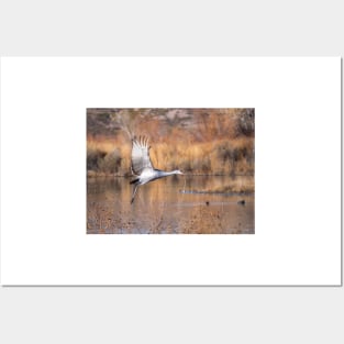 Sandhill Crane Posters and Art